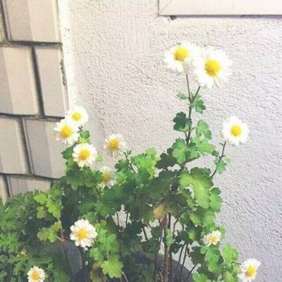 红尘剑侠传手游测试版下载